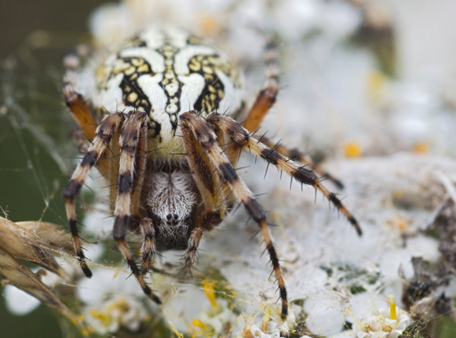 Aculepeira sp.